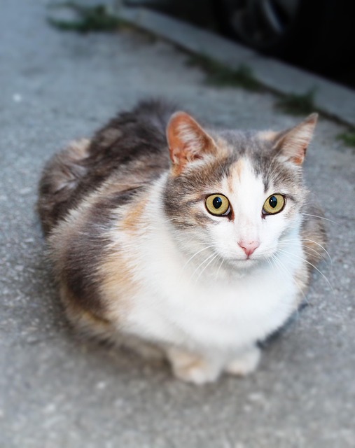 pet-sitting-640x480-14036875.jpeg