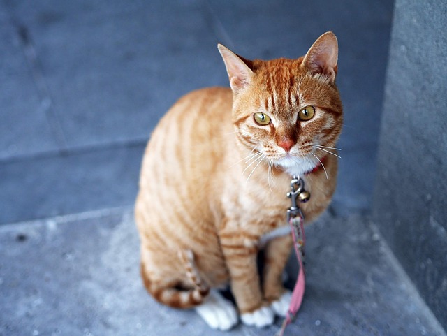 pet-sitting-640x480-14473160.jpeg