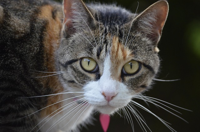 pet-sitting-640x480-15536977.jpeg