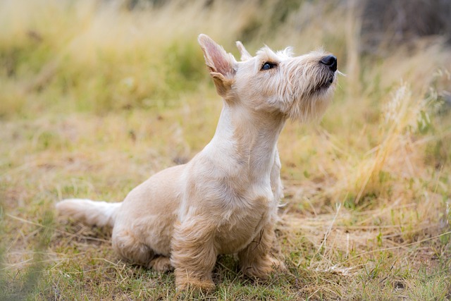pet-sitting-640x480-18277320.jpeg
