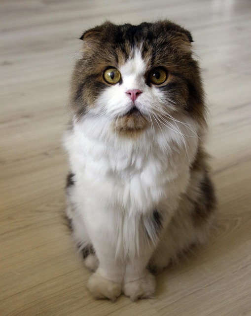pet-sitting-640x480-19573451.jpeg