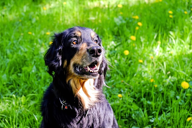 pet-sitting-640x480-2060222.jpeg