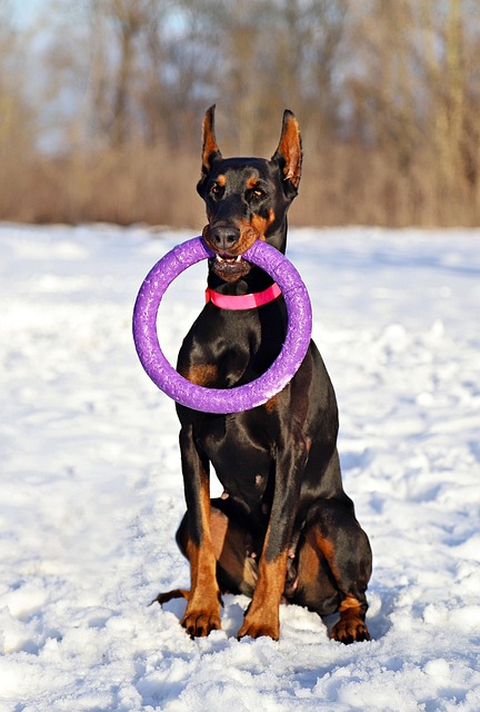 pet-sitting-640x480-21360148.jpeg
