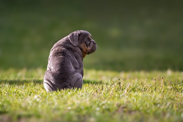 pet-sitting-640x480-21878174.jpeg