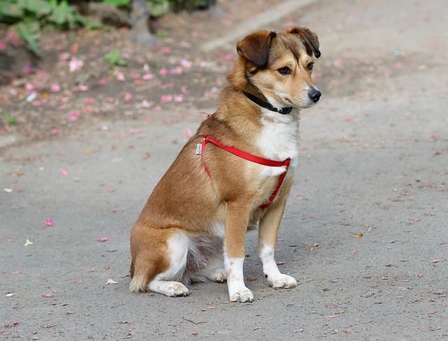 pet-sitting-640x480-2391373.jpeg