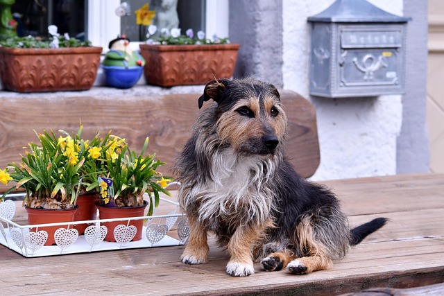 pet-sitting-640x480-24329525.jpeg