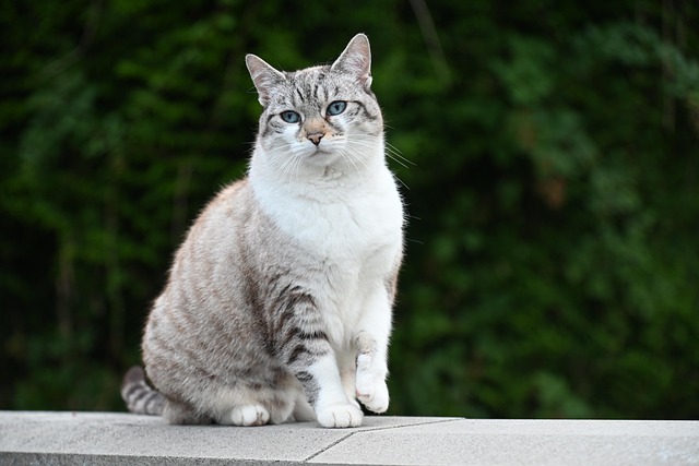 pet-sitting-640x480-24628659.jpeg