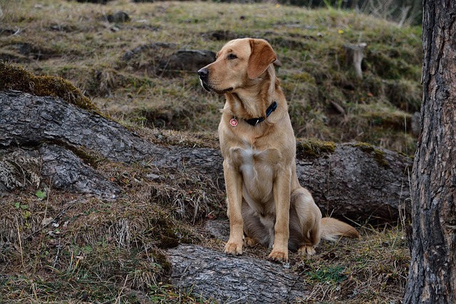 pet-sitting-640x480-25449710.jpeg