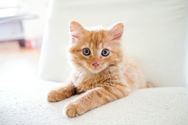 pet-sitting-640x480-27550109.jpeg