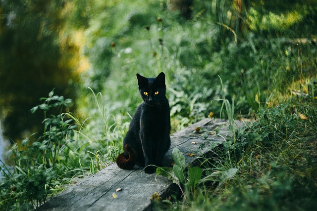 pet-sitting-640x480-28449624.jpeg