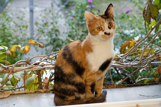 pet-sitting-640x480-30398107.jpeg