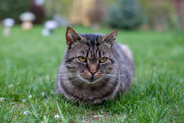 pet-sitting-640x480-30727645.jpeg