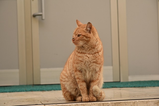 pet-sitting-640x480-31957470.jpeg