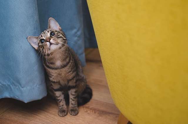 pet-sitting-640x480-34135509.jpeg