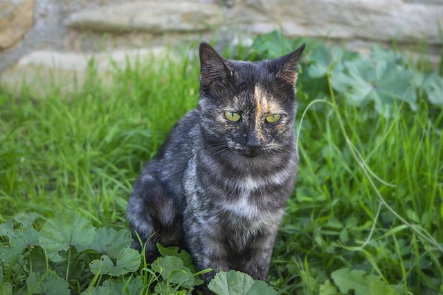 pet-sitting-640x480-36778735.jpeg