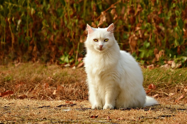 pet-sitting-640x480-37533198.jpeg