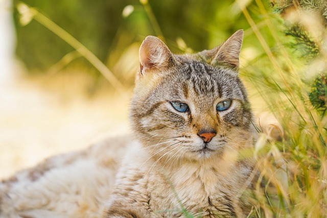 pet-sitting-640x480-38768333.jpeg