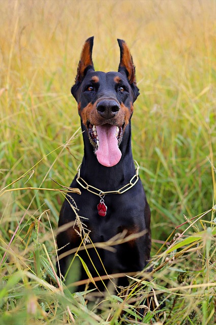pet-sitting-640x480-39276288.jpeg