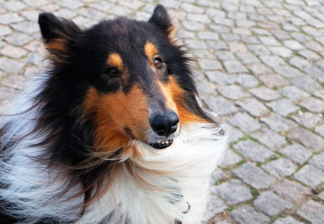 pet-sitting-640x480-41897001.jpeg
