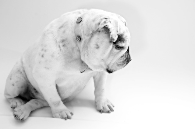 pet-sitting-640x480-41909096.jpeg
