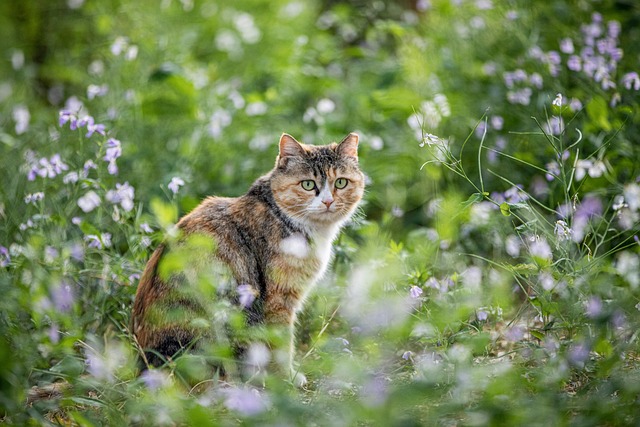pet-sitting-640x480-4224981.jpeg
