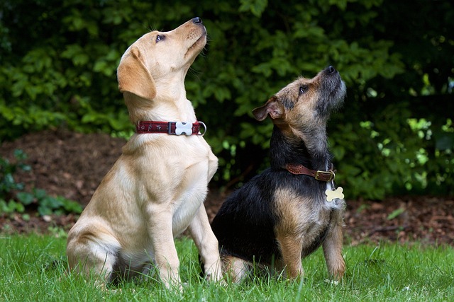 pet-sitting-640x480-47360696.jpeg