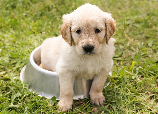 pet-sitting-640x480-53527082.jpeg