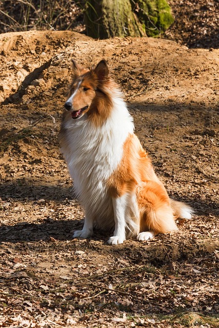pet-sitting-640x480-53888935.jpeg