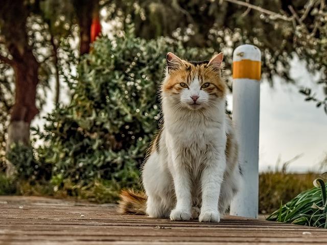 pet-sitting-640x480-54685744.jpeg