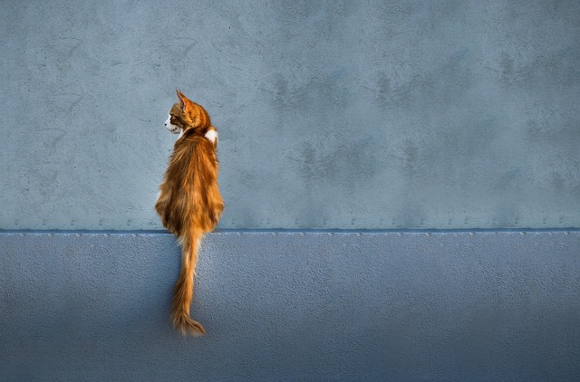 pet-sitting-640x480-56817418.jpeg