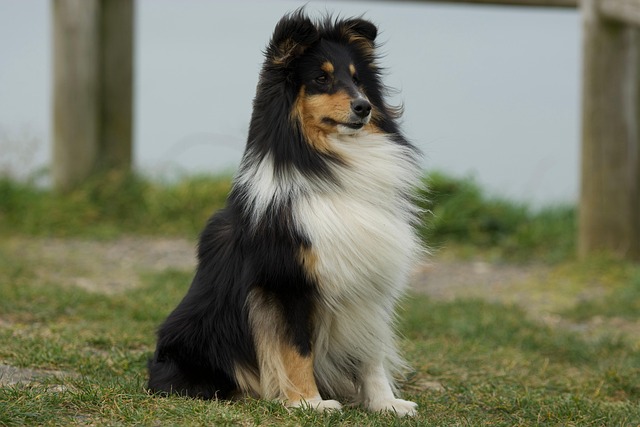 pet-sitting-640x480-57167227.jpeg