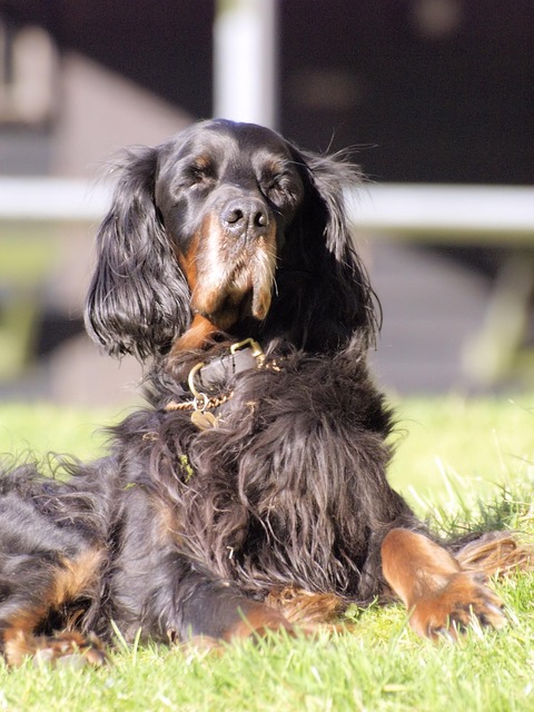 pet-sitting-640x480-57442280.jpeg