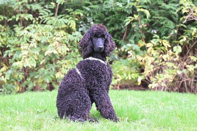 pet-sitting-640x480-5892287.jpeg