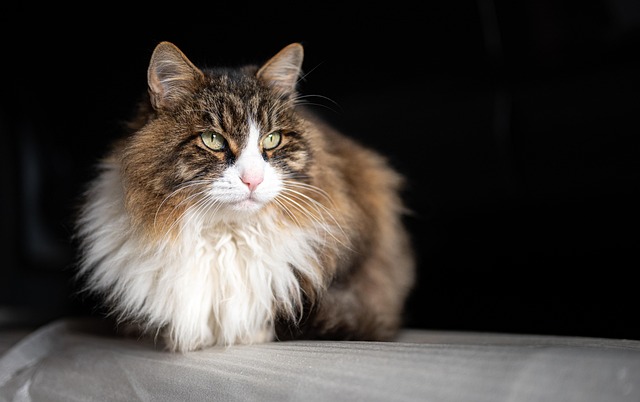 pet-sitting-640x480-62651449.jpeg