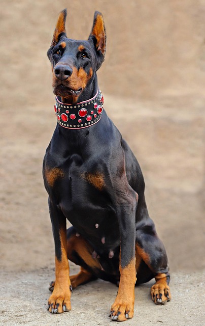 pet-sitting-640x480-63747515.jpeg