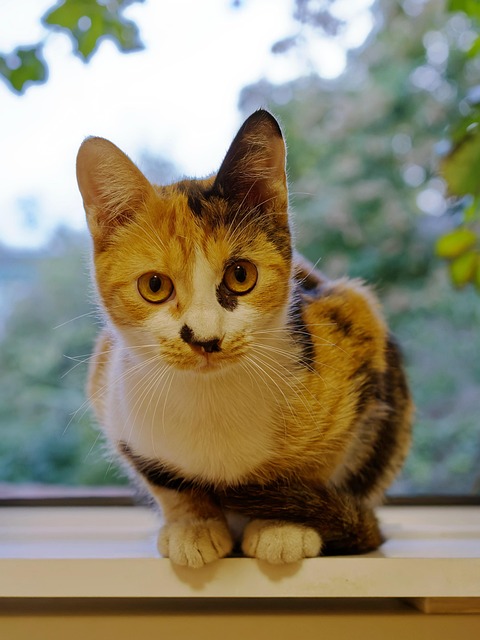 pet-sitting-640x480-6517535.jpeg