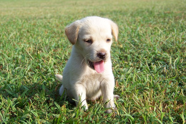 pet-sitting-640x480-65275351.jpeg