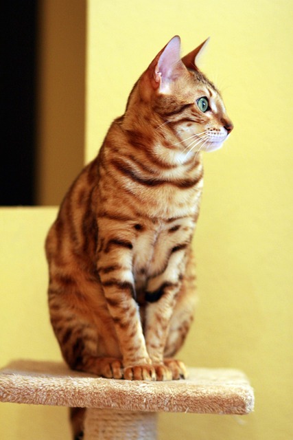 pet-sitting-640x480-70251481.jpeg