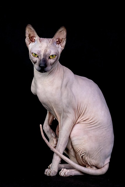 pet-sitting-640x480-72657090.jpeg