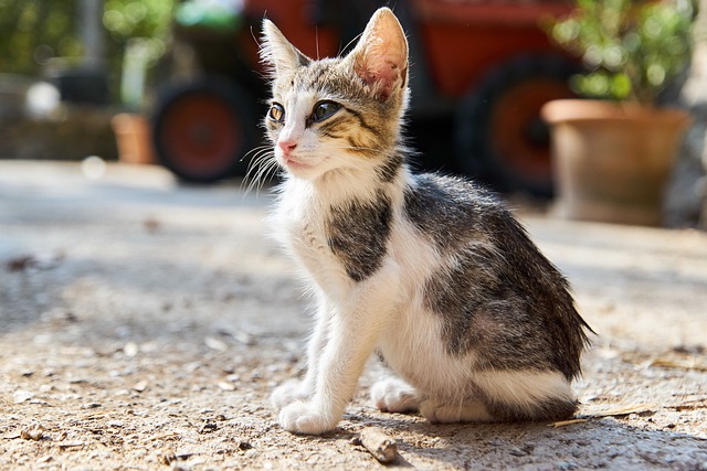 pet-sitting-640x480-73864500.jpeg