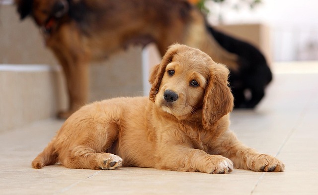 pet-sitting-640x480-79000498.jpeg