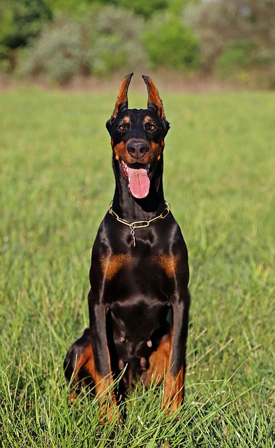 pet-sitting-640x480-79290051.jpeg