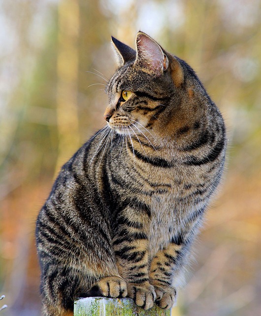 pet-sitting-640x480-79324987.jpeg