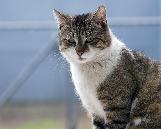 pet-sitting-640x480-79972432.jpeg