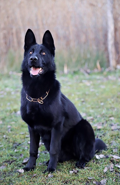 pet-sitting-640x480-81230443.jpeg