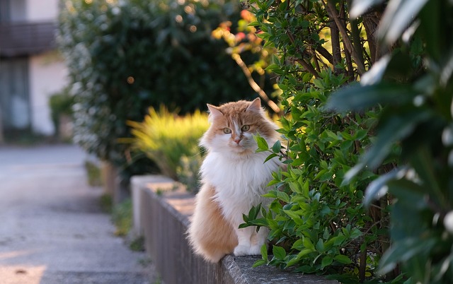 pet-sitting-640x480-8143597.jpeg