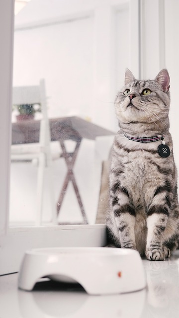 pet-sitting-640x480-82128311.jpeg