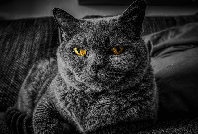 pet-sitting-640x480-82299833.jpeg