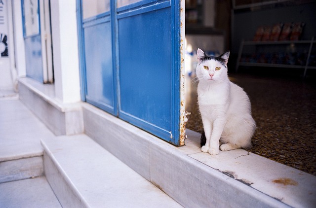 pet-sitting-640x480-86053765.jpeg