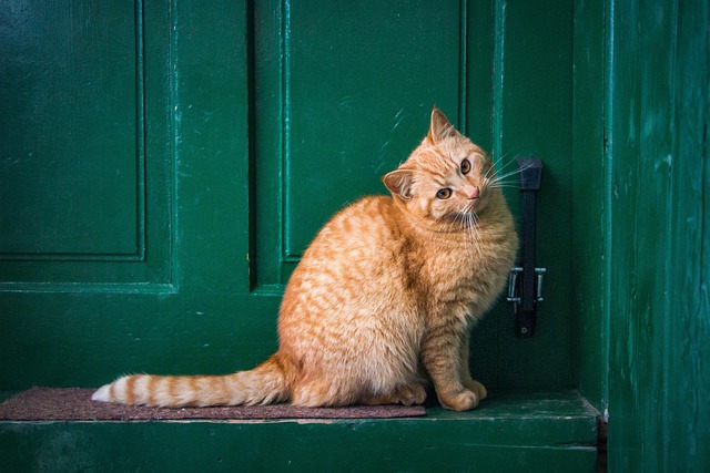 pet-sitting-640x480-89197649.jpeg